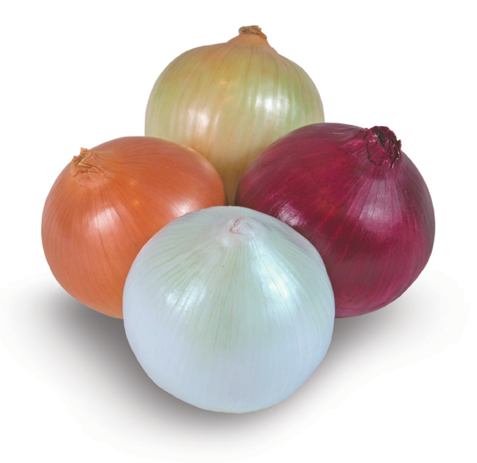 Onion